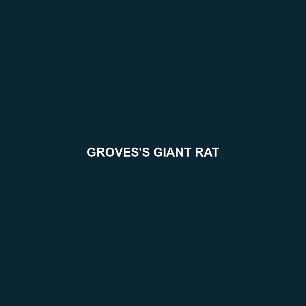 Groves's Giant Rat