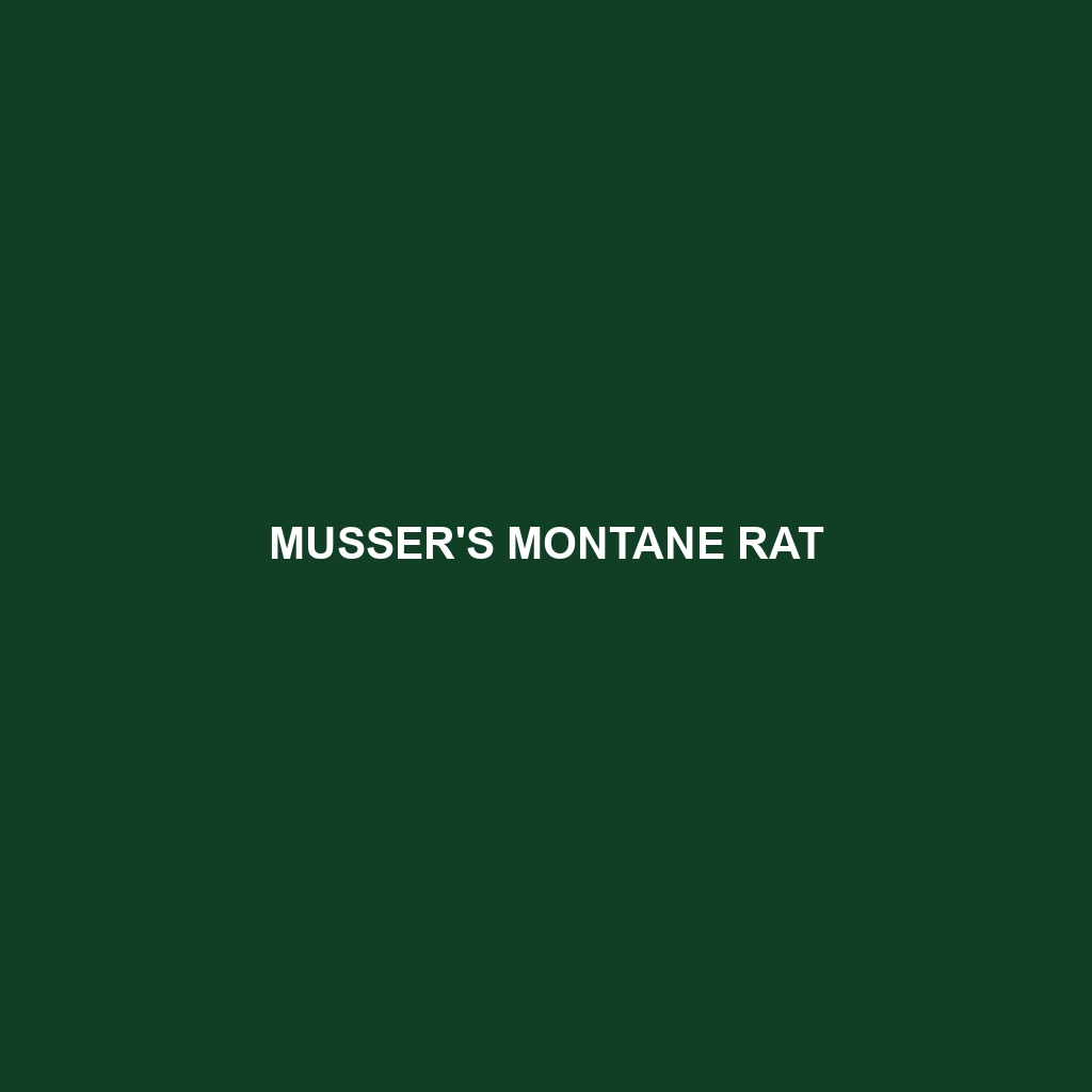 Musser's Montane Rat