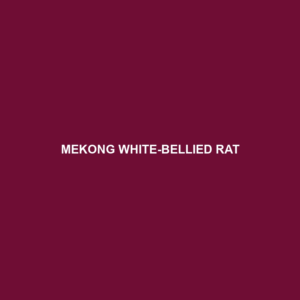 Mekong White-bellied Rat