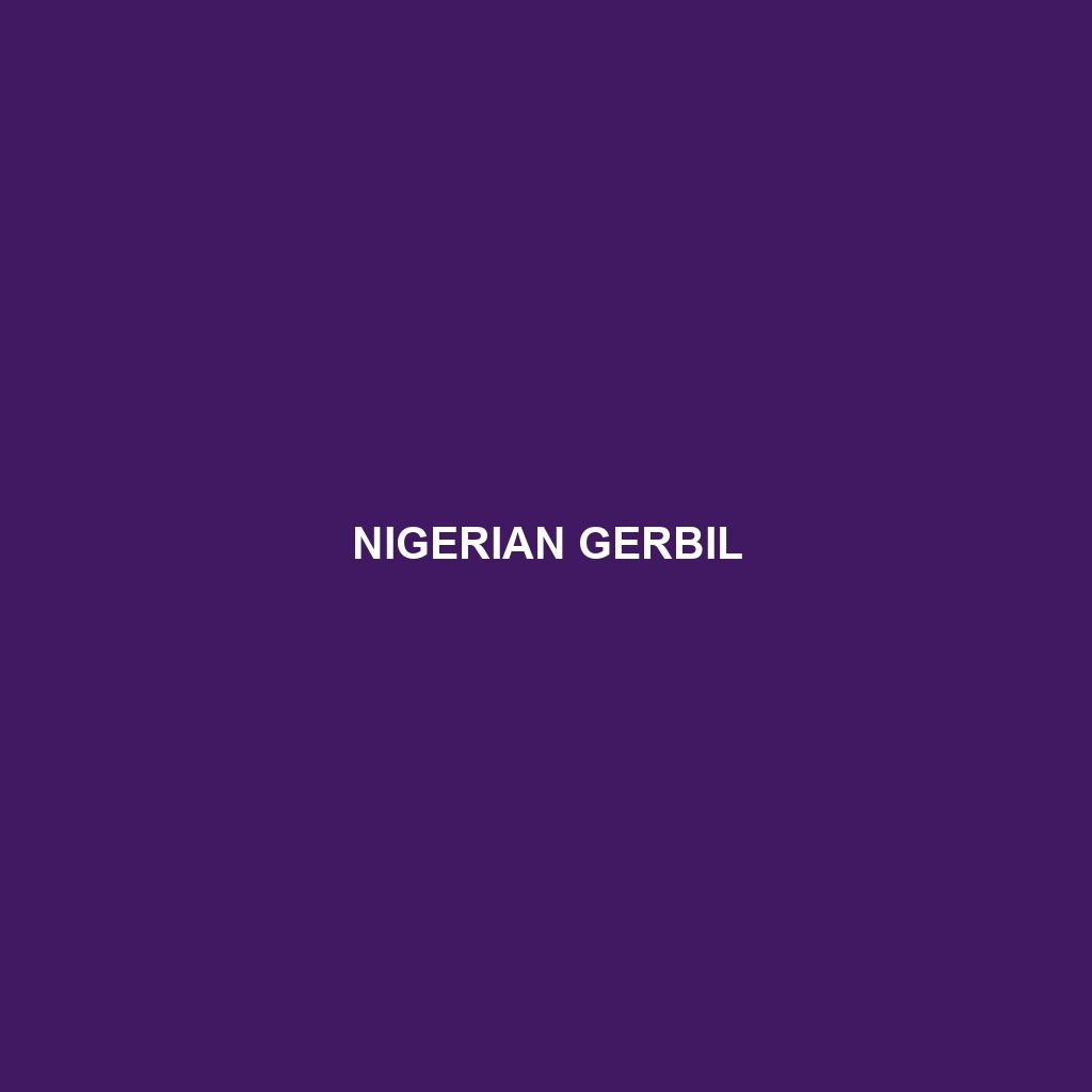 Nigerian Gerbil