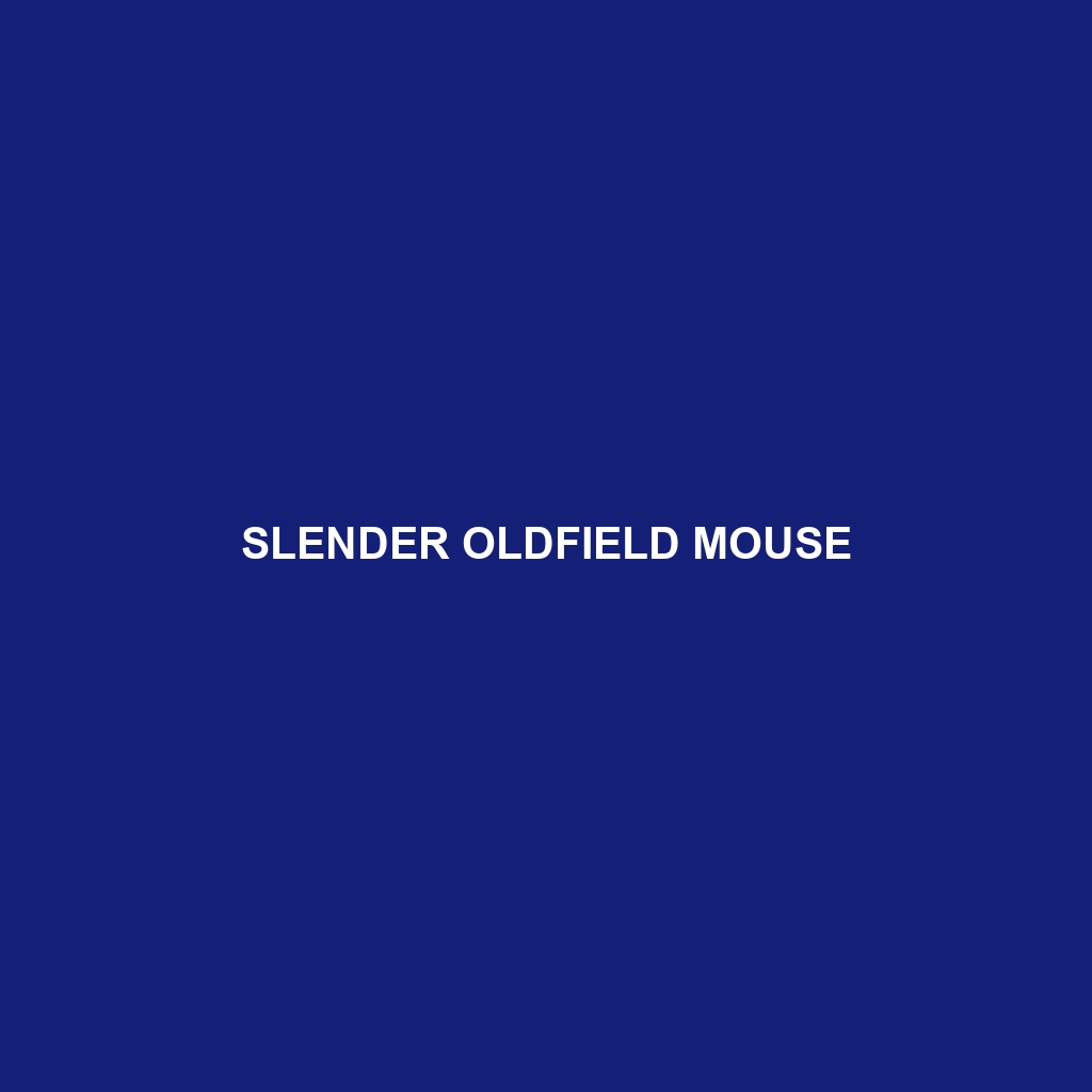 Slender Oldfield Mouse