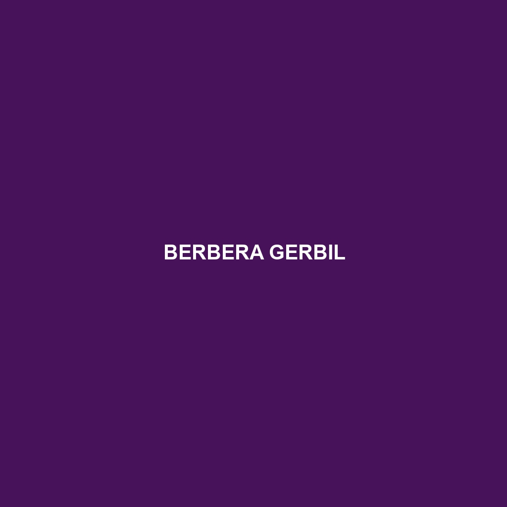 Berbera Gerbil