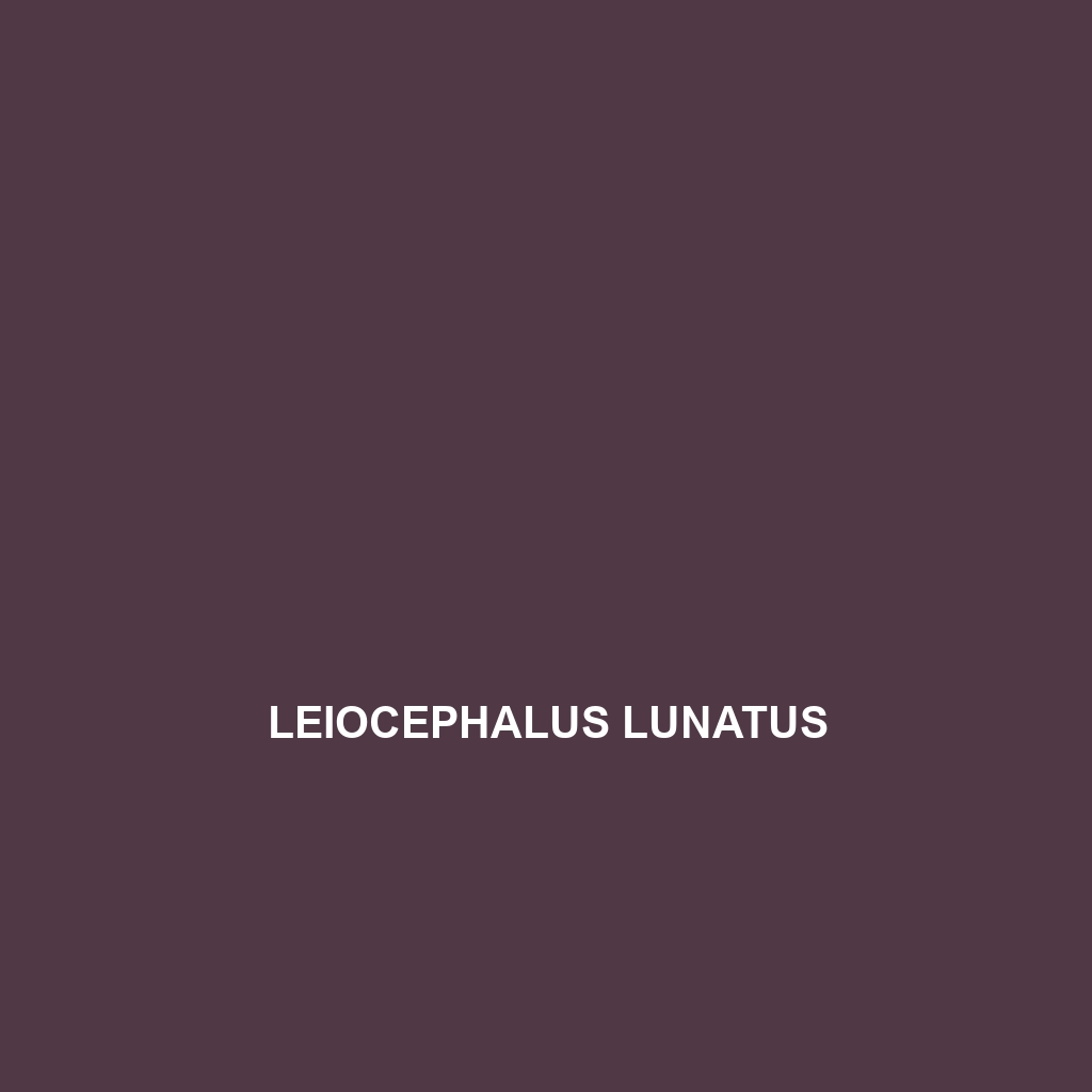 Leiocephalus lunatus