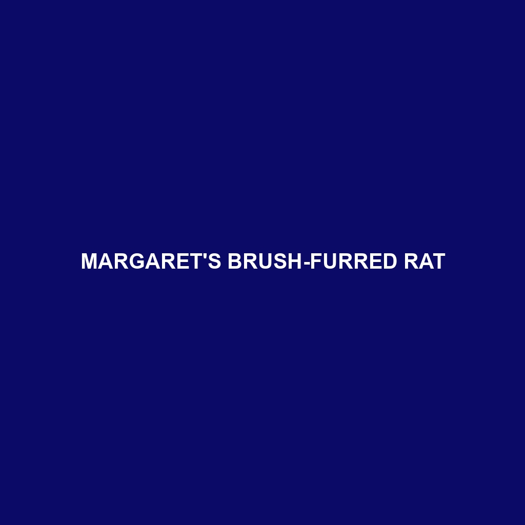 Margaret's Brush-furred Rat