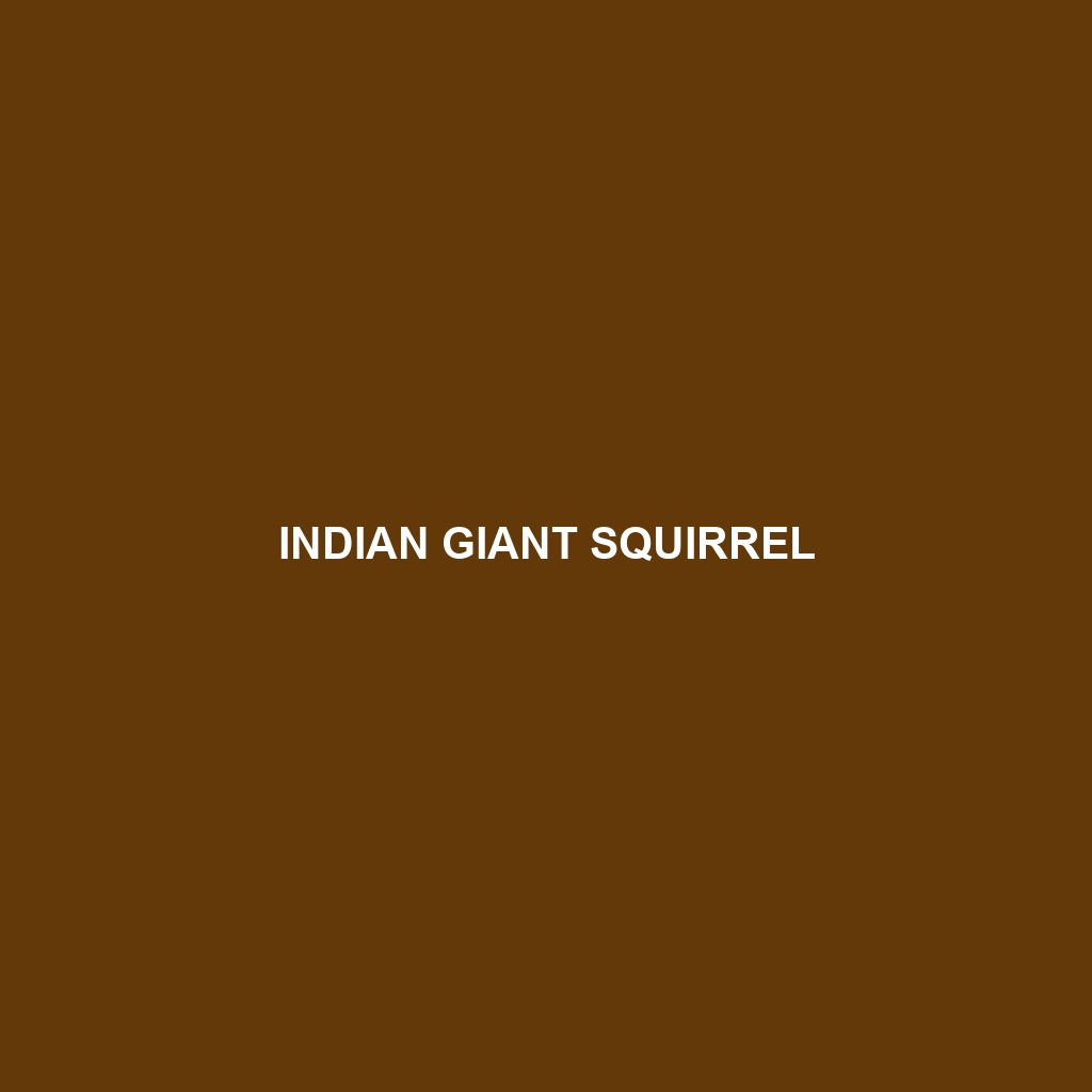 Indian Giant Squirrel