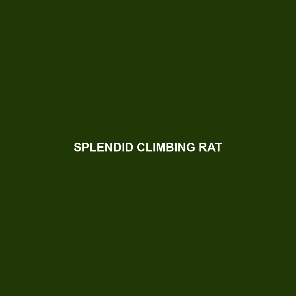 Splendid Climbing Rat