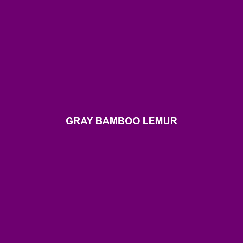 Gray Bamboo Lemur