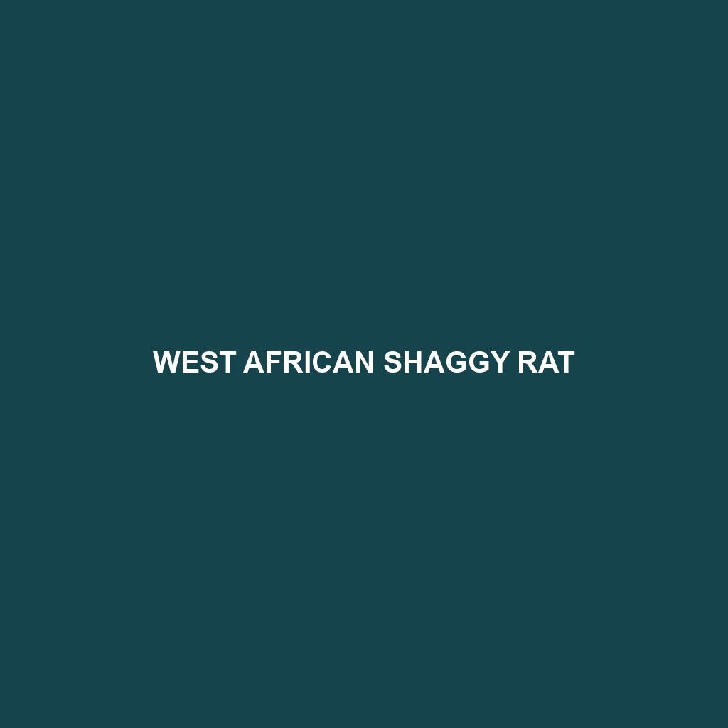 West African Shaggy Rat