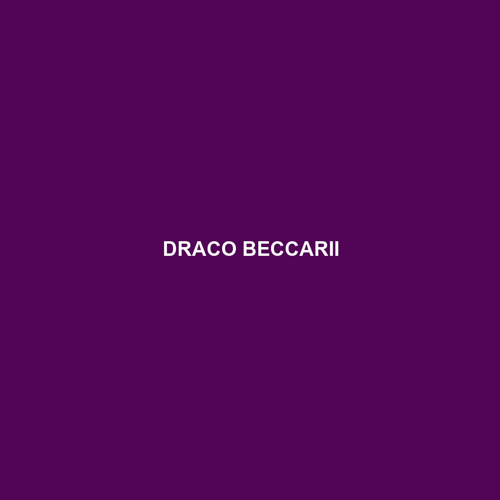 Draco beccarii