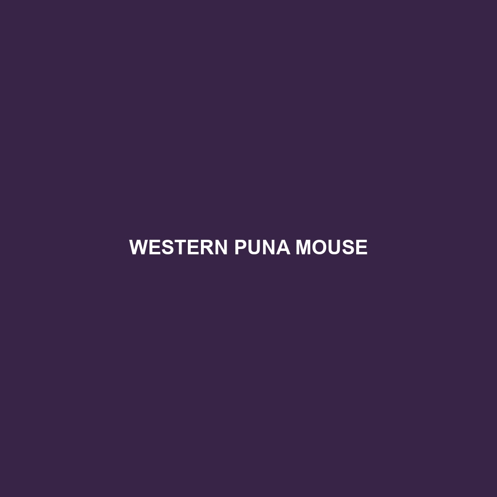 Western Puna Mouse