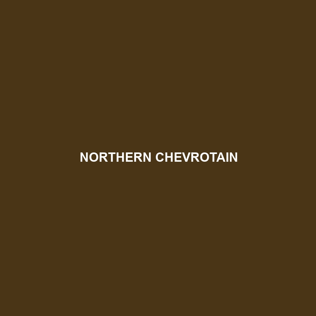 Northern Chevrotain