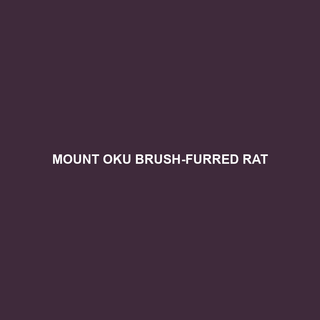 Mount Oku Brush-furred Rat