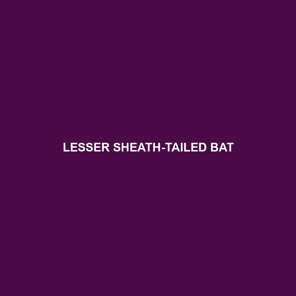 Lesser Sheath-tailed Bat