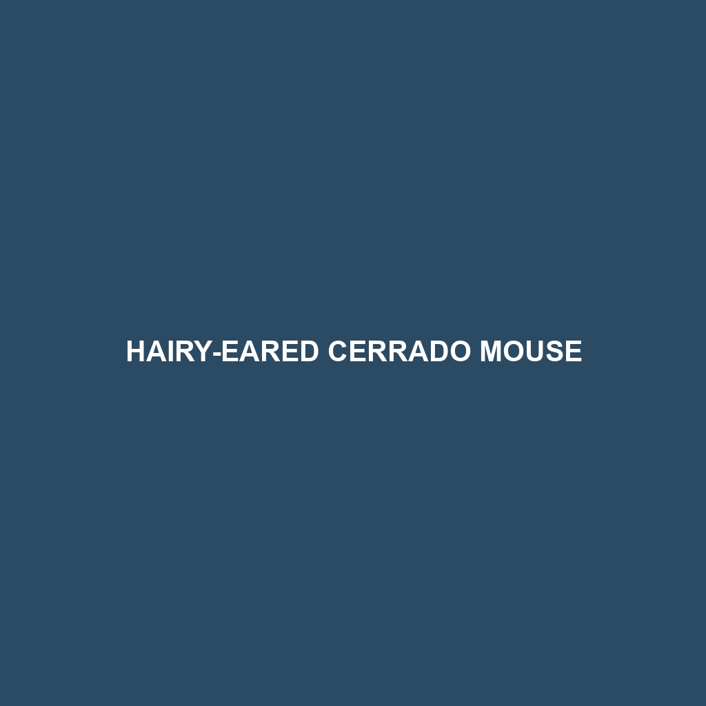 Hairy-eared Cerrado Mouse