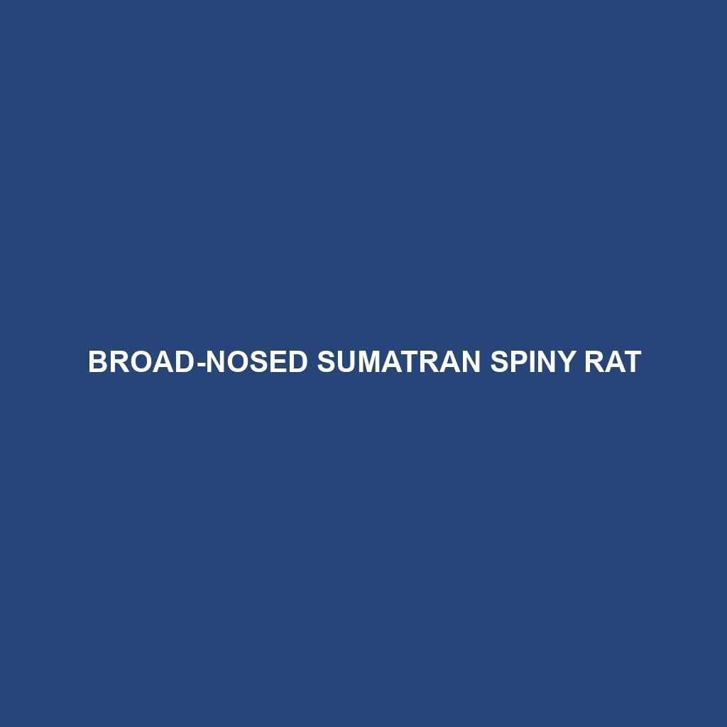 Broad-nosed Sumatran Spiny Rat