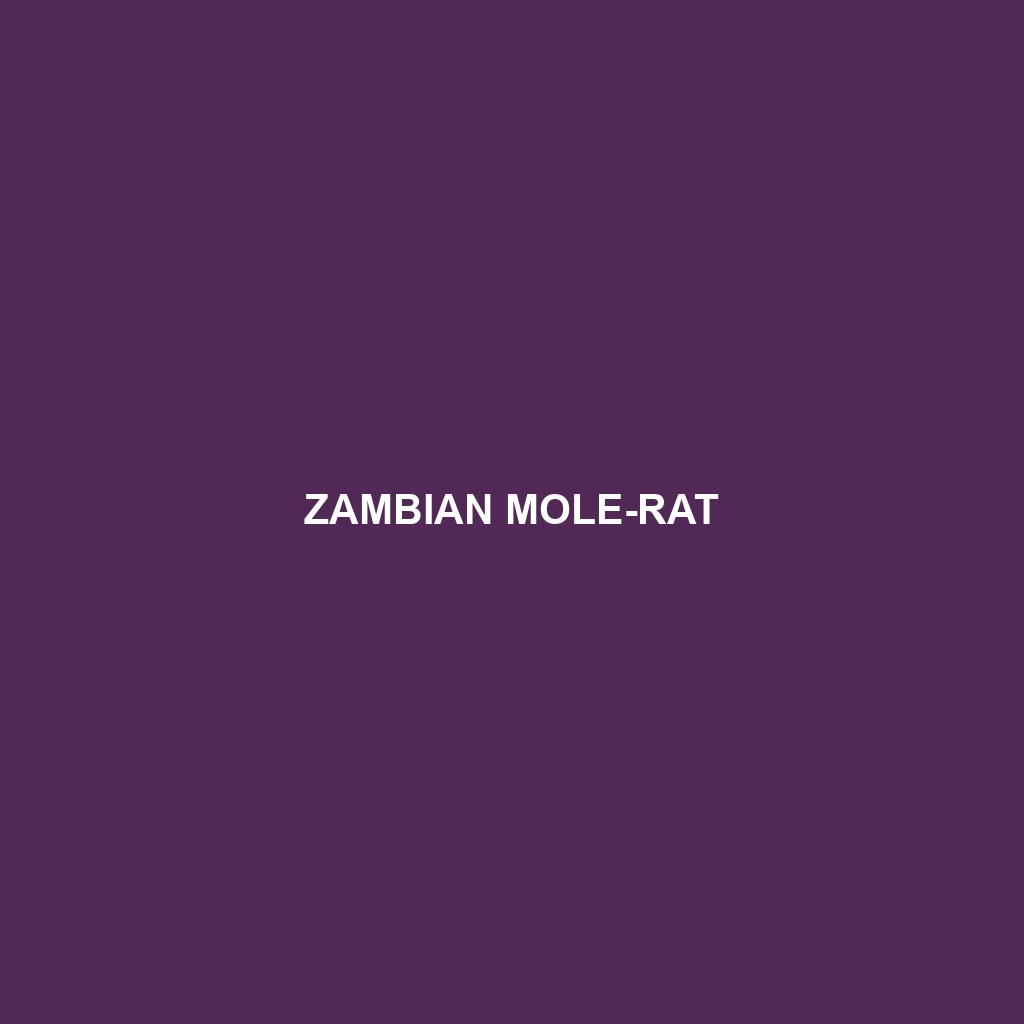 Zambian Mole-rat