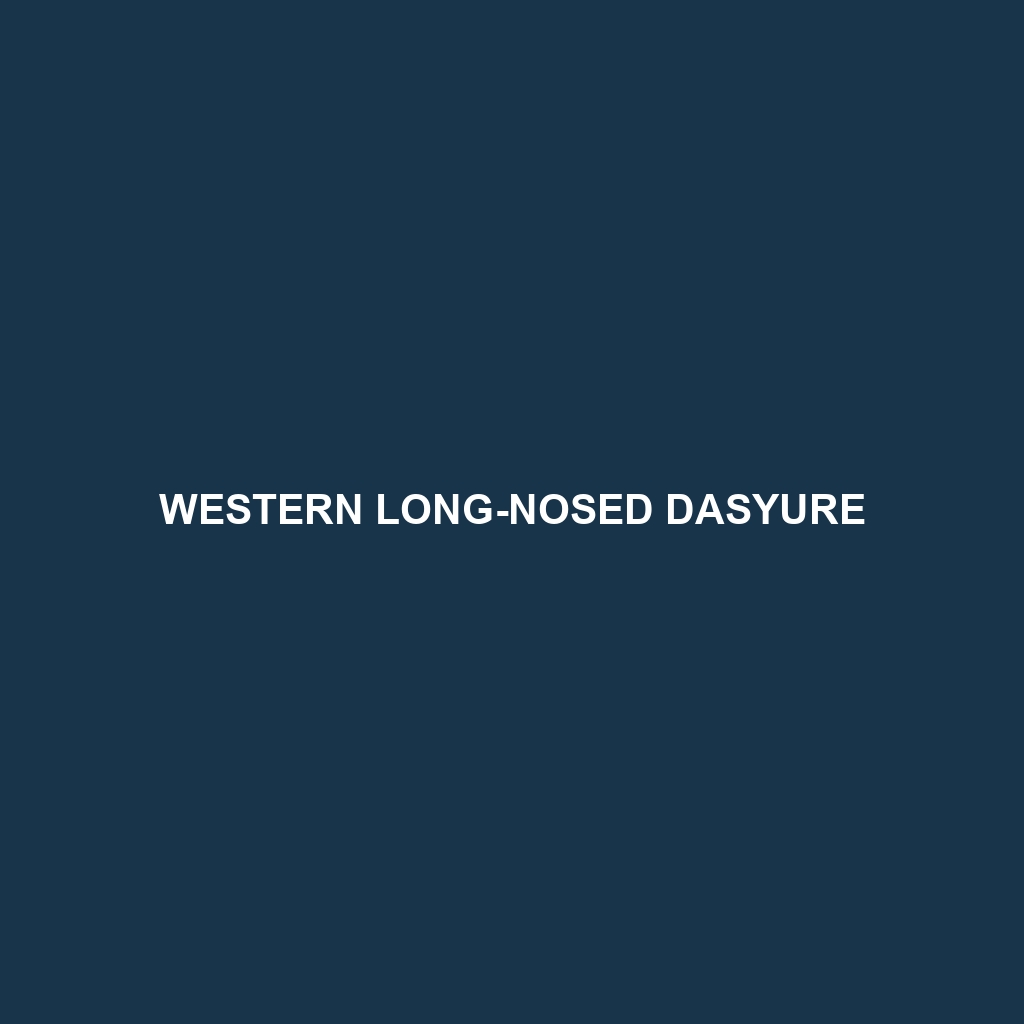 Western Long-nosed Dasyure