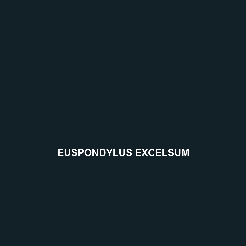 Euspondylus excelsum