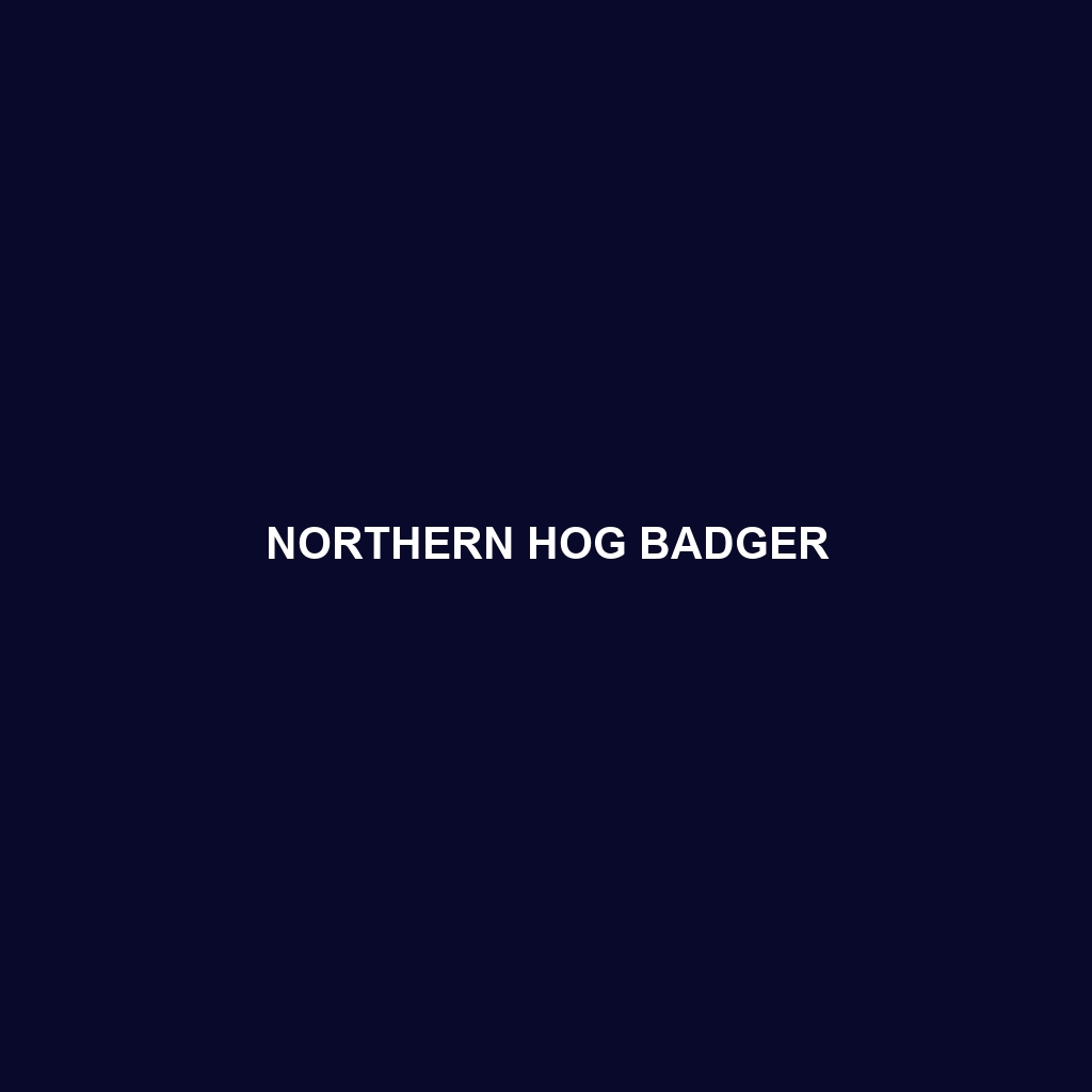 Northern Hog Badger