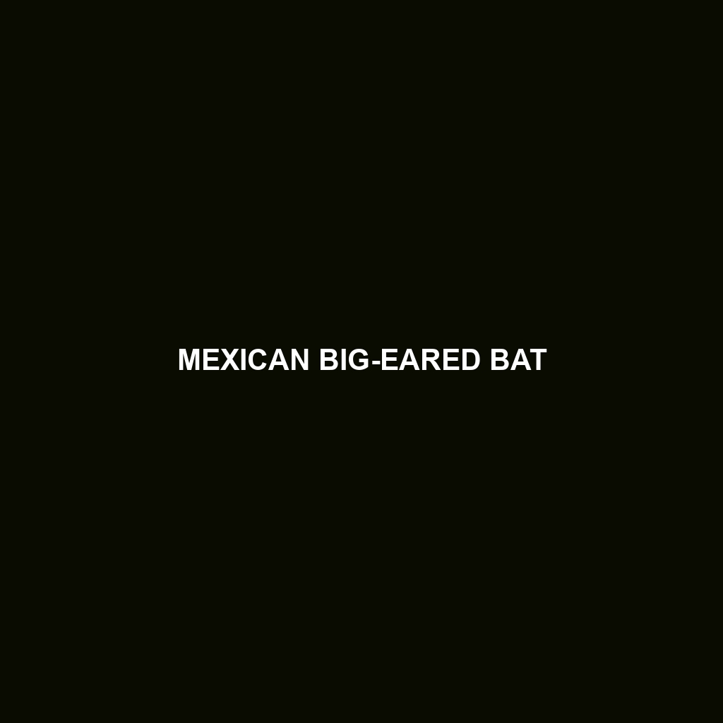 Mexican Big-eared Bat