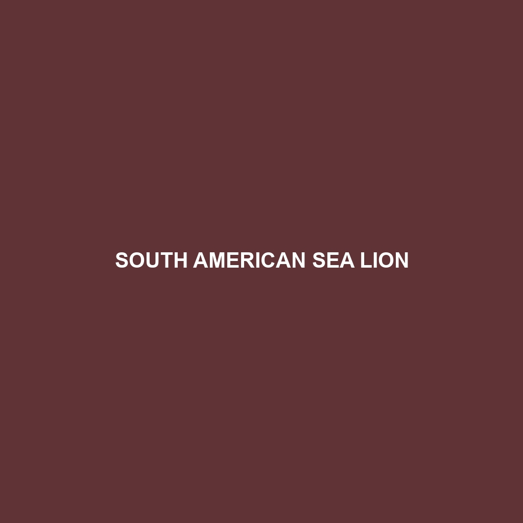 South American Sea Lion