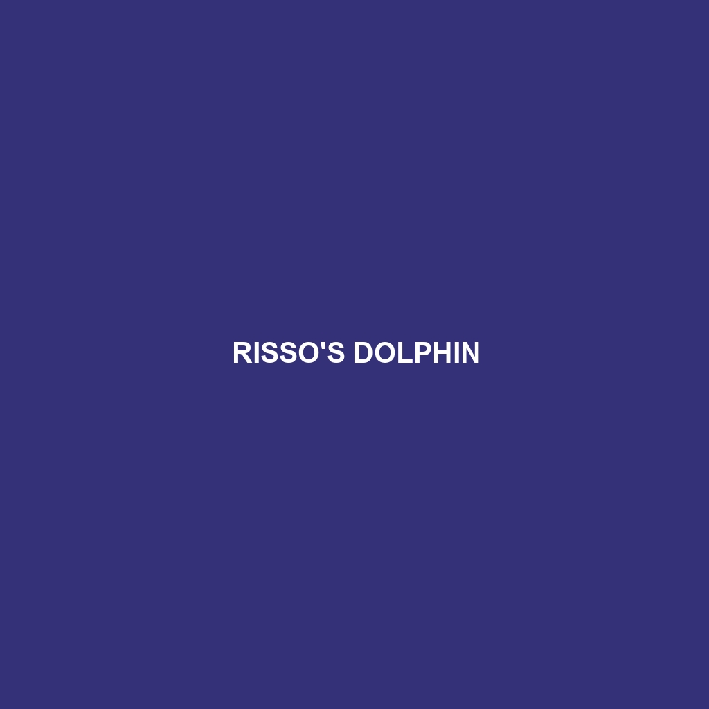 Risso's Dolphin