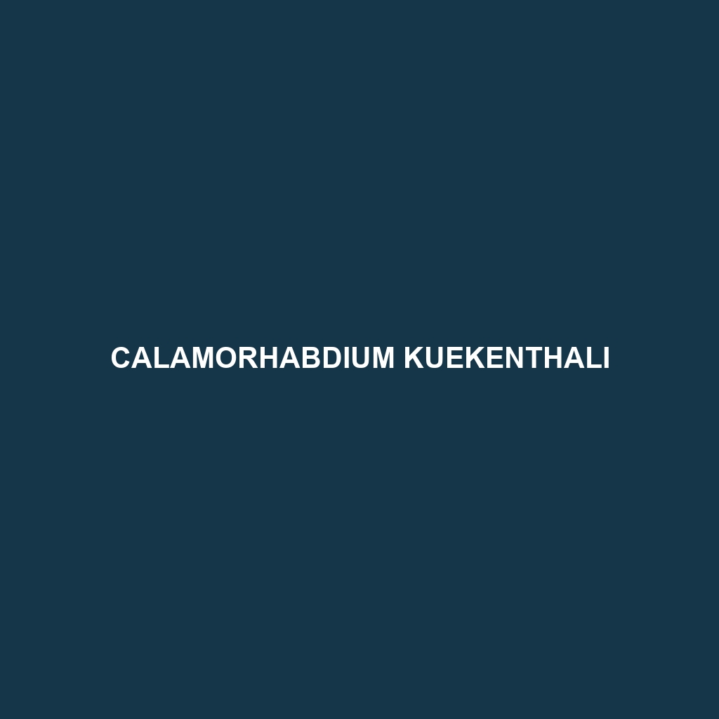 Calamorhabdium kuekenthali