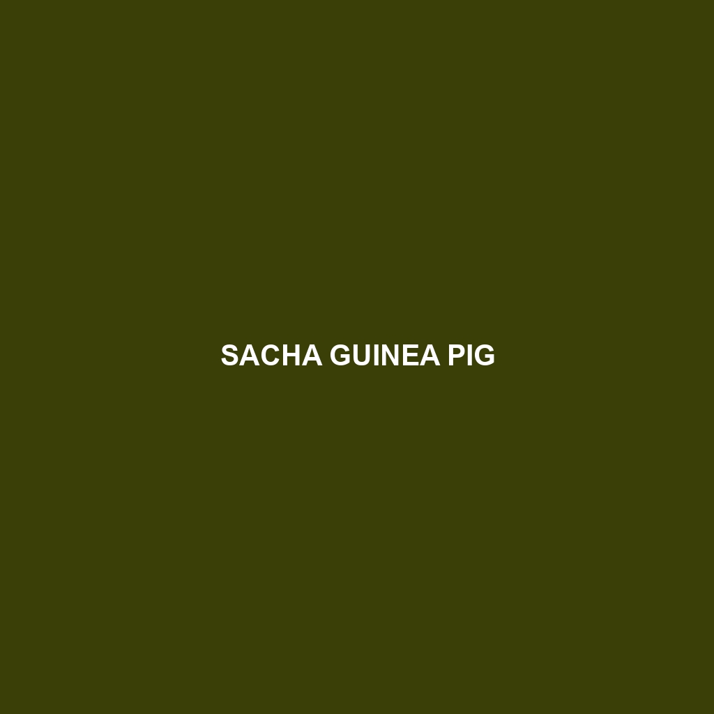 Sacha Guinea Pig