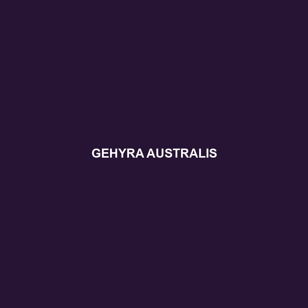 Gehyra australis