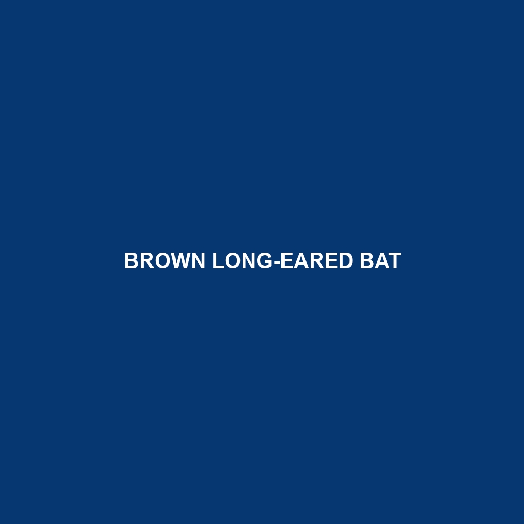 Brown Long-eared Bat