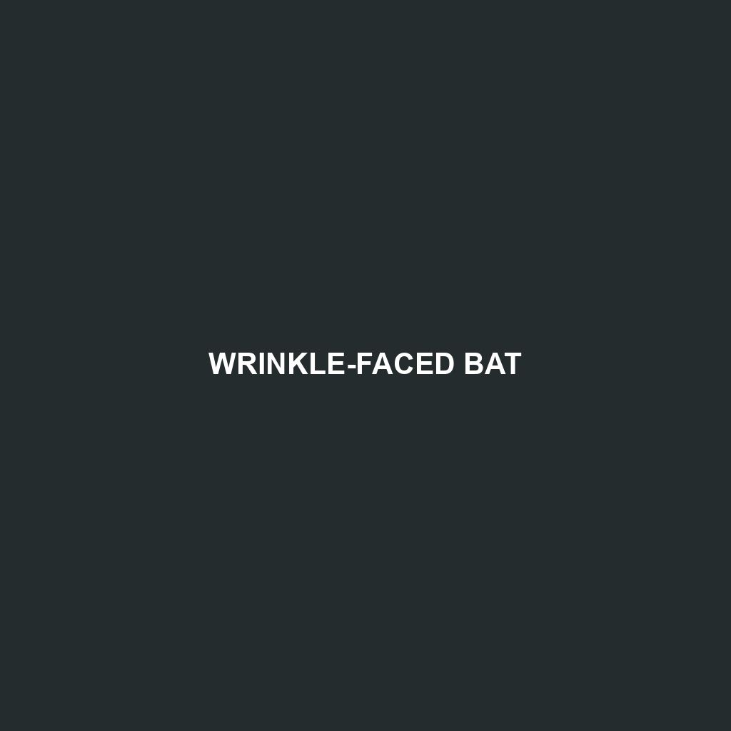 Wrinkle-faced Bat