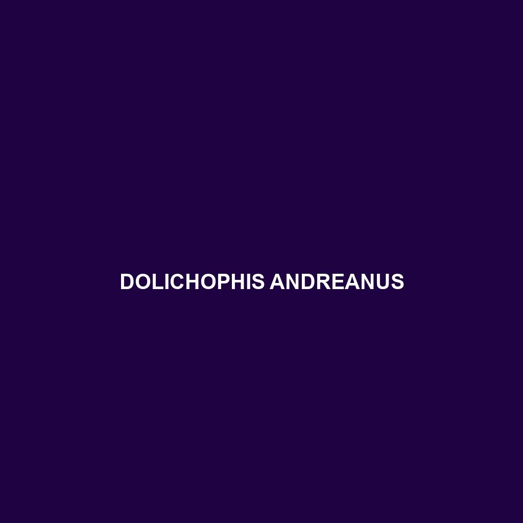 Dolichophis andreanus