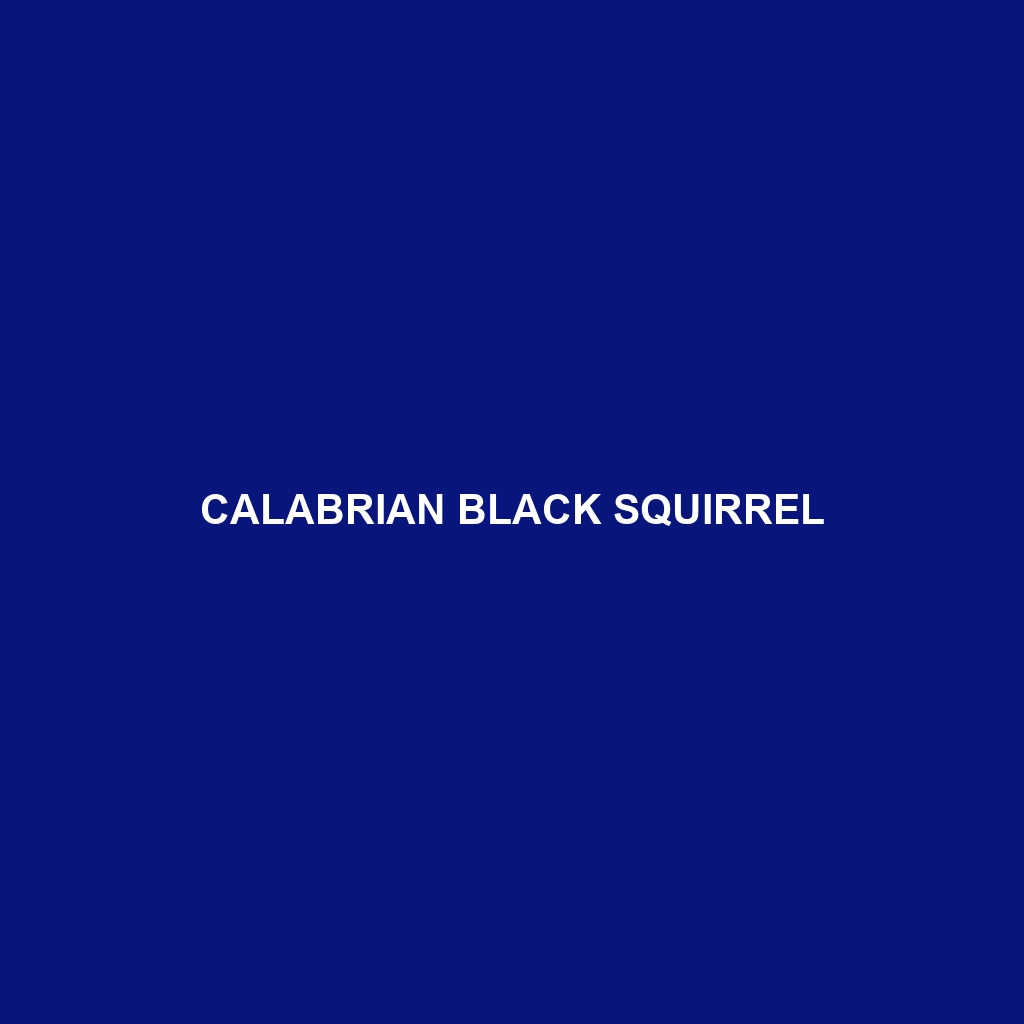 Calabrian Black Squirrel