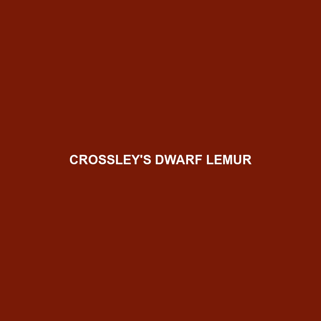 Crossley's Dwarf Lemur