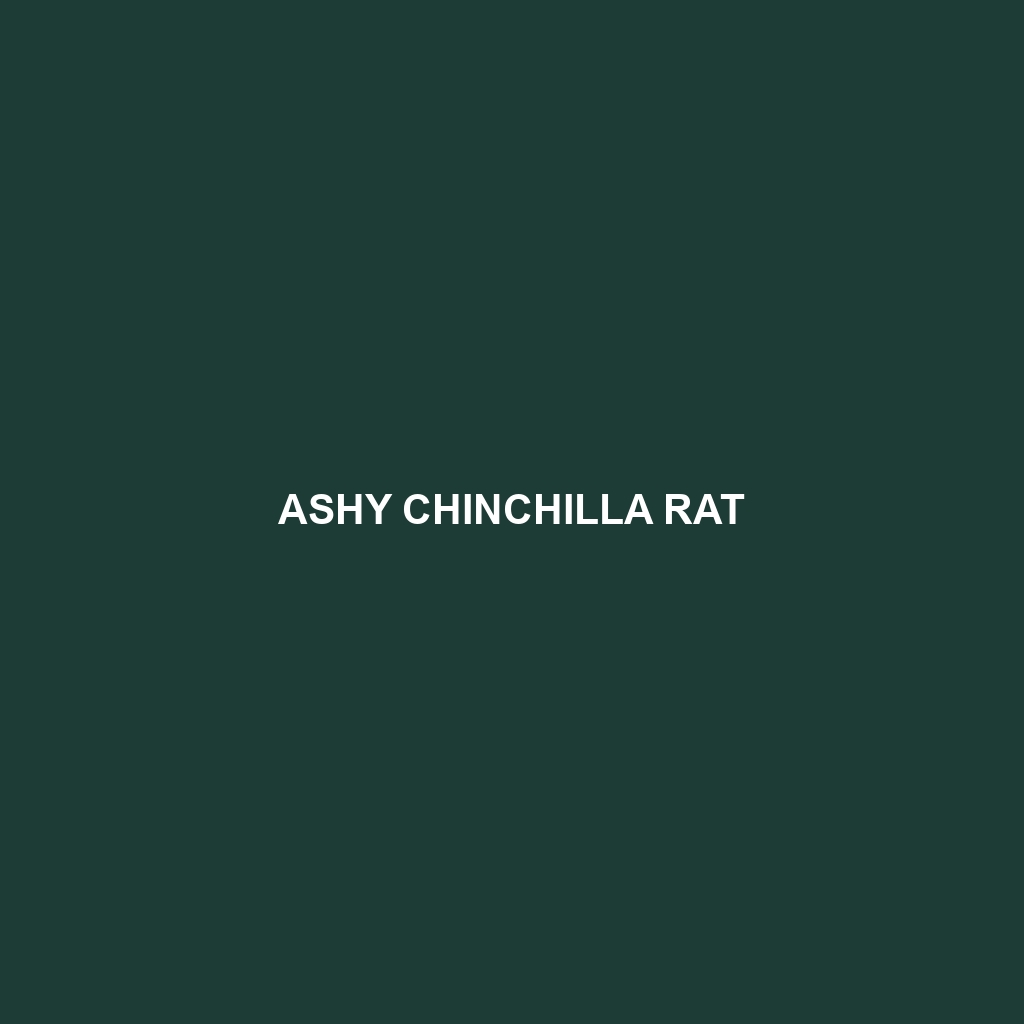 Ashy Chinchilla Rat