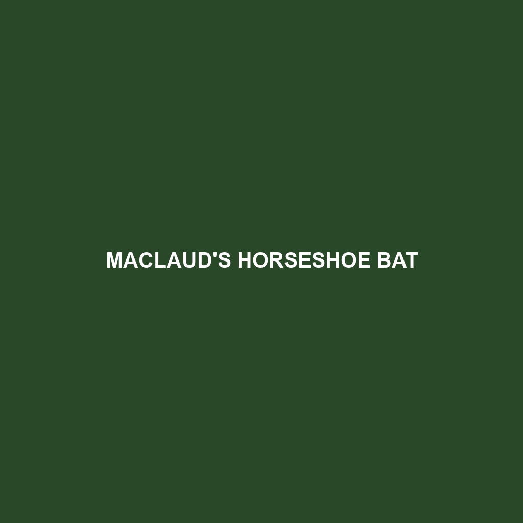 Maclaud's Horseshoe Bat