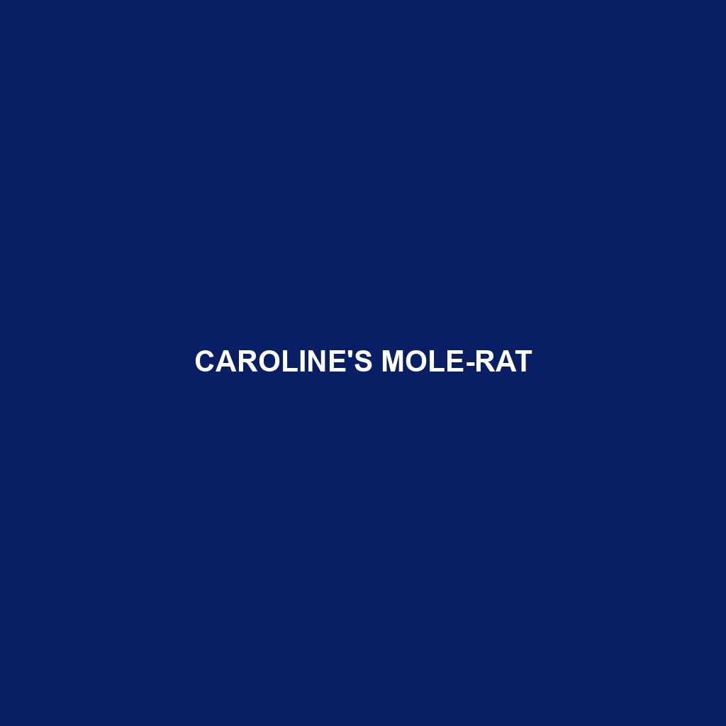 Caroline's Mole-rat