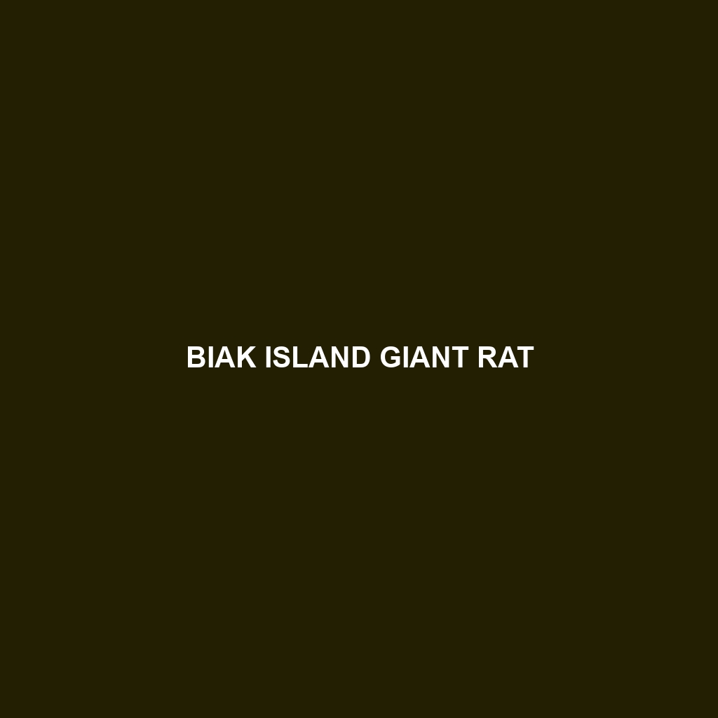 Biak Island Giant Rat