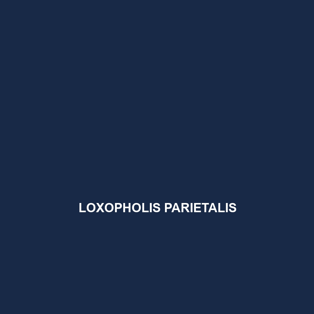 Loxopholis parietalis