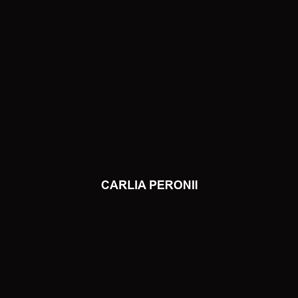 Carlia peronii