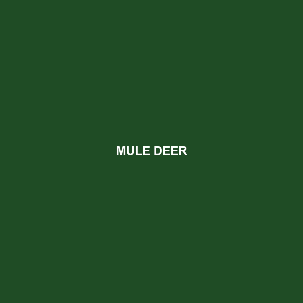 Mule Deer