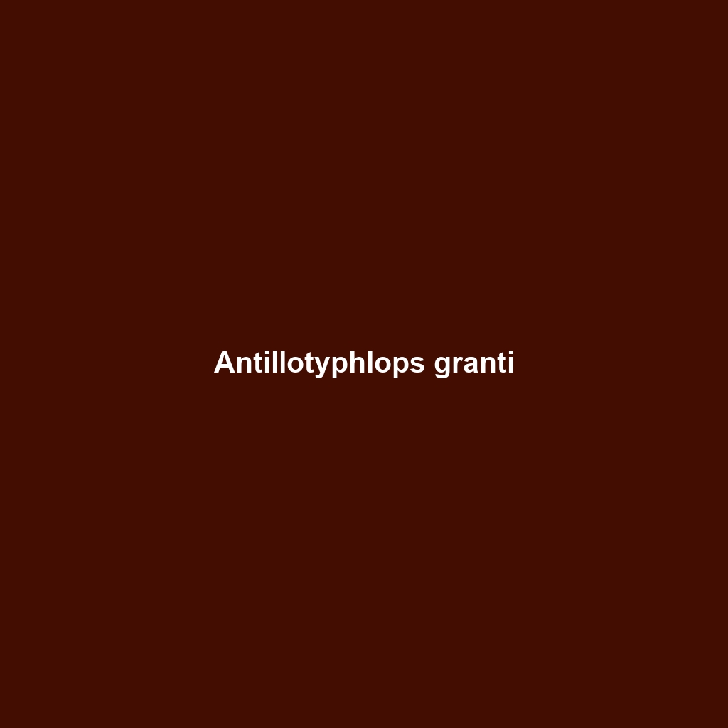 Antillotyphlops granti