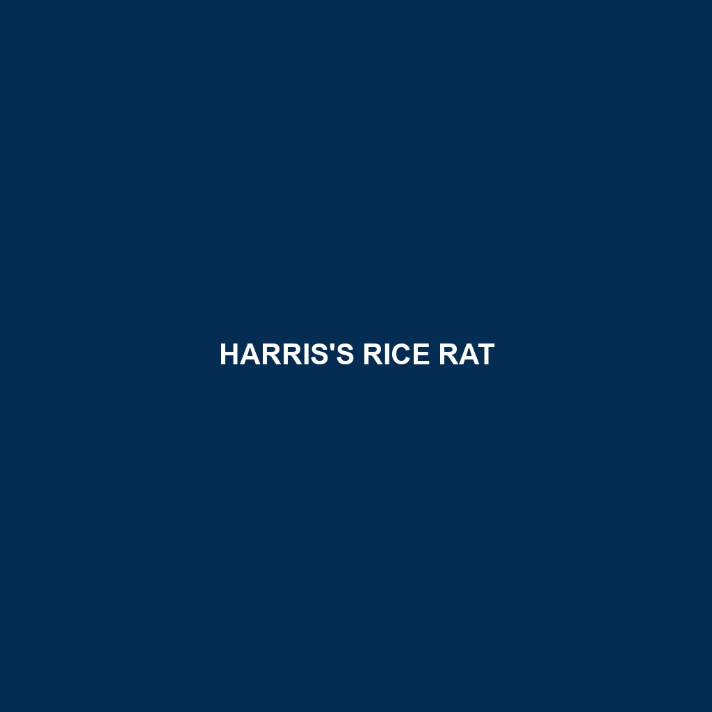 Harris's Rice Rat