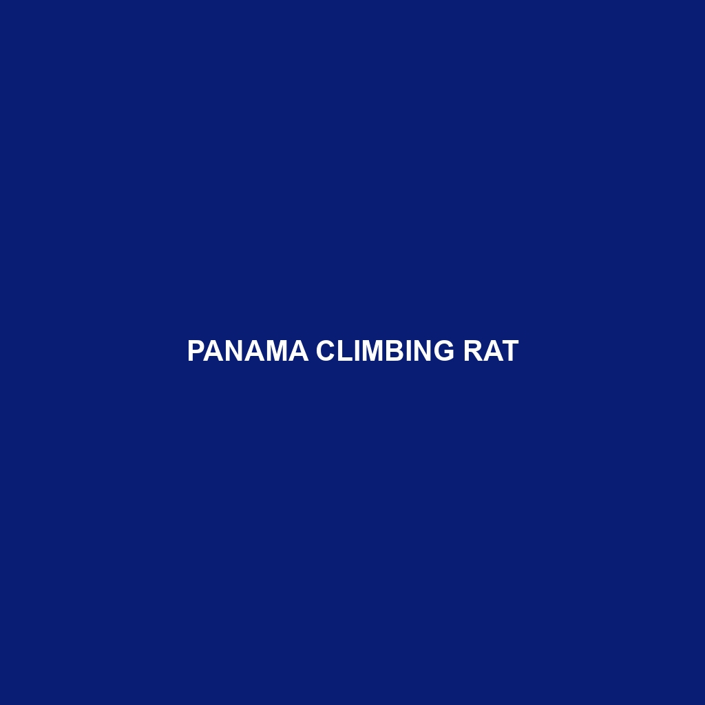 Panama Climbing Rat