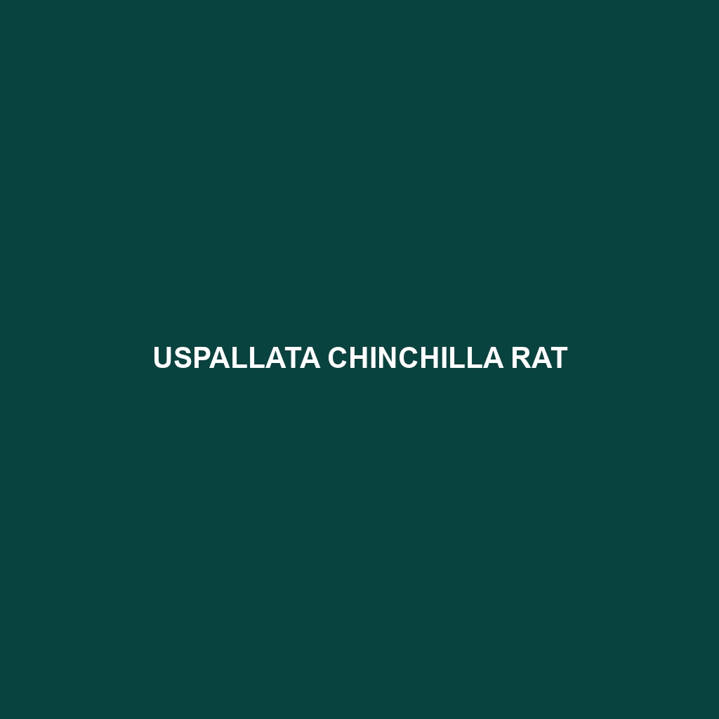 Uspallata Chinchilla Rat