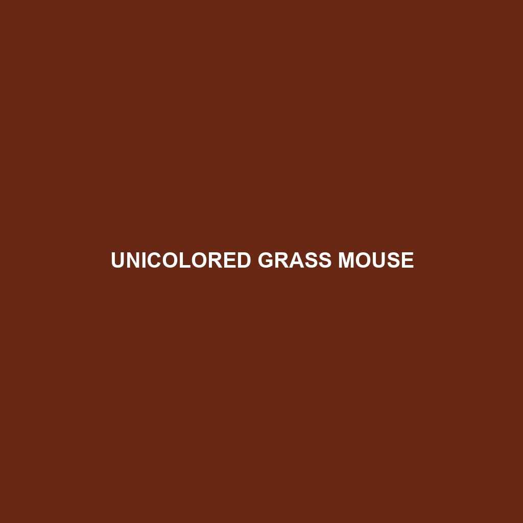 Unicolored Grass Mouse