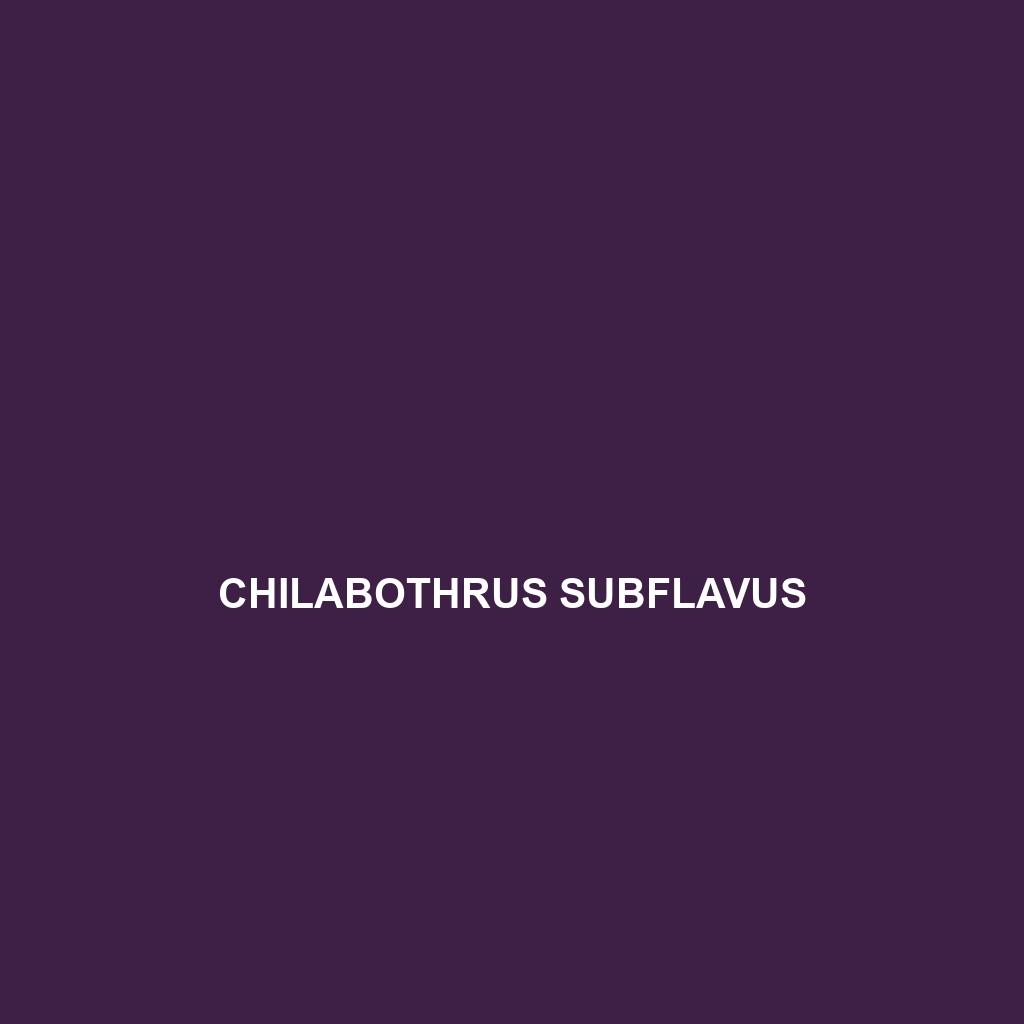 Chilabothrus subflavus