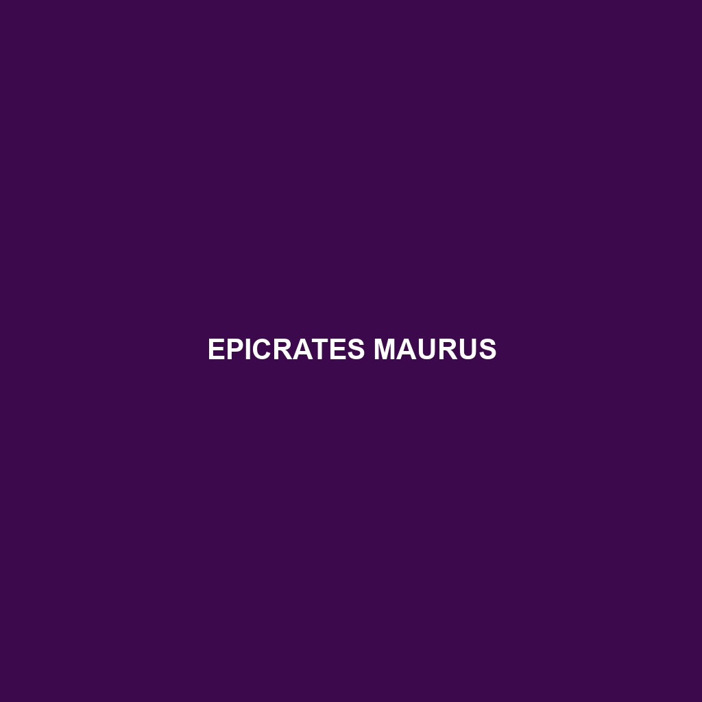 Epicrates maurus