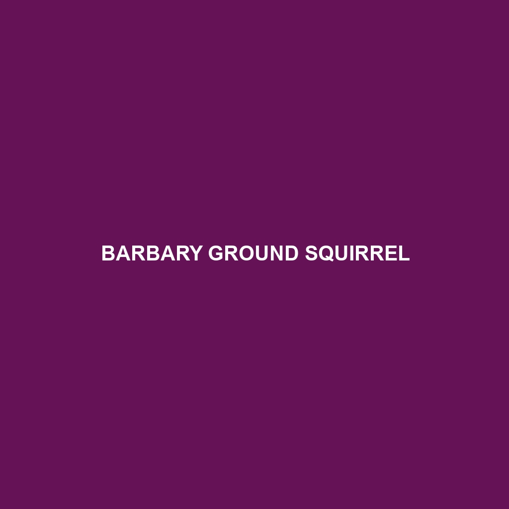 Barbary Ground Squirrel