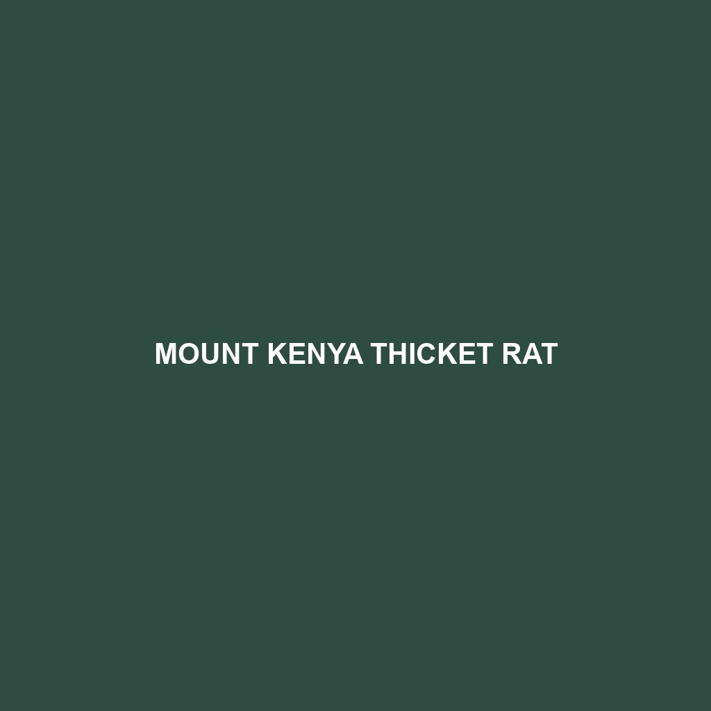 Mount Kenya Thicket Rat